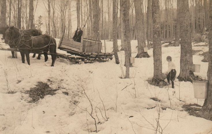 The Sweet Story of Canada’s Maple Syrup